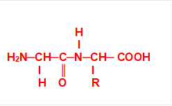                      
                      H
                       I
H2N─CH─C─N─CH─ COOH
          I      ║        I
          H    O        R     

