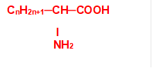 CnH2n+1─CH─COOH
                I
               NH2

