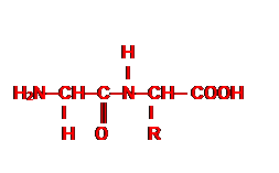Zone de Texte:                      
                      H
                       I
H2N─CH─C─N─CH─ COOH
          I      ║        I
          H    O        R     

