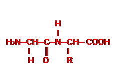 Zone de Texte:                      
                      H
                       I
H2N─CH─C─N─CH─ COOH
          I      ║        I
          H    O        R     


